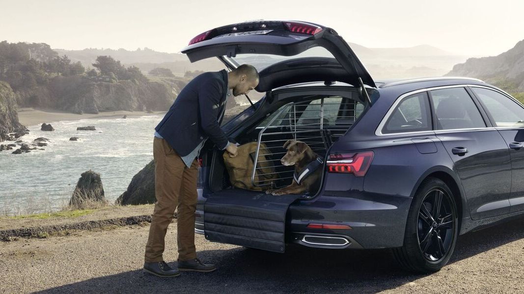 Ein Hund sitzt in einem blauen Audi Kofferraum mit Hundegitter